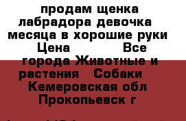 продам щенка лабрадора девочка 2 месяца в хорошие руки › Цена ­ 8 000 - Все города Животные и растения » Собаки   . Кемеровская обл.,Прокопьевск г.